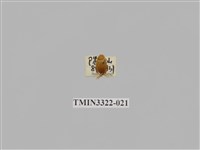 藏品(台灣微條金龜)的圖片